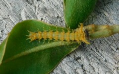 Pseudacraea lucretia expansa