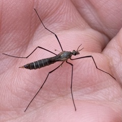 Tipula pagana