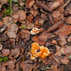 Hydnum rufescens