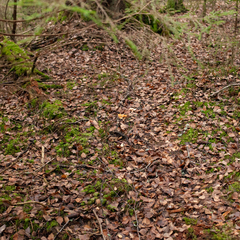 Hydnum rufescens