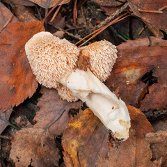 Hydnum rufescens