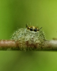Hyllus