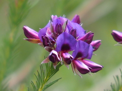 Gompholobium confertum