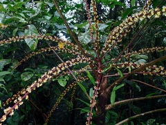 Araliaceae