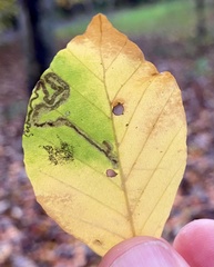 Stigmella hemargyrella