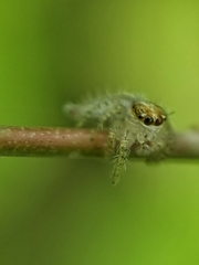 Hyllus