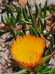 Lampranthus bicolor