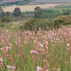 Nectarinia famosa famosa