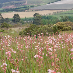 Nectarinia famosa famosa