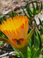 Lampranthus bicolor