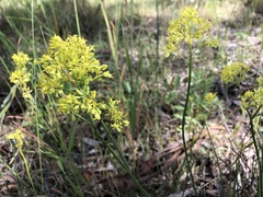 Glischrocaryon behrii