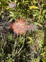 Protea susannae