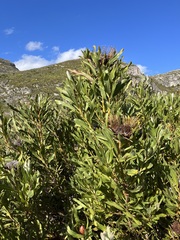 Protea susannae
