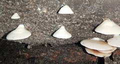 Crepidotus mollis