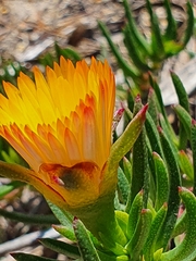 Lampranthus bicolor