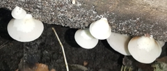Crepidotus mollis