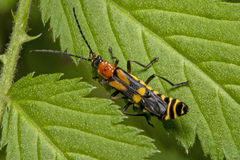 Chauliognathus luteopictus