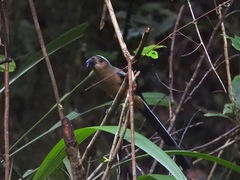 Dendrocitta cinerascens