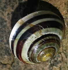 Cepaea hortensis