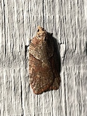 Acleris maccana