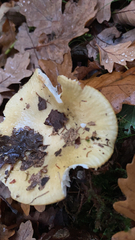 Russula cerolens