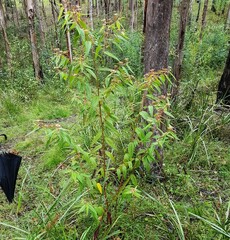 Commersonia dasyphylla