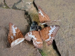 Tanaecia pelea