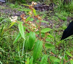 Commersonia dasyphylla