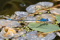 Pseudagrion cingillum