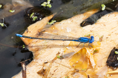 Pseudagrion cingillum