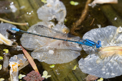 Pseudagrion cingillum