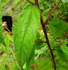 Commersonia dasyphylla
