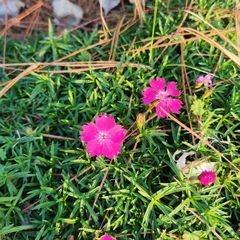 Dianthus chinensis