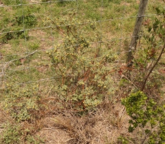 Hermannia lavandulifolia