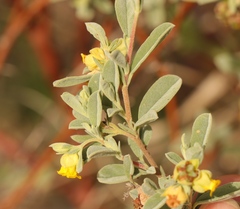 Hermannia lavandulifolia