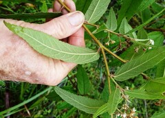 Commersonia dasyphylla