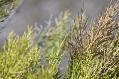 Colletia spinosissima