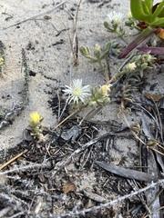 Mesembryanthemum canaliculatum