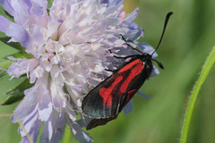 Zygaena minos