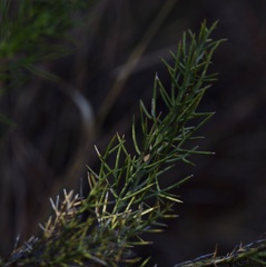 Colletia spinosissima
