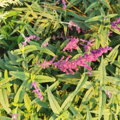 Salvia leucantha