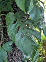 Monstera adansonii