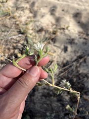 Mesembryanthemum canaliculatum