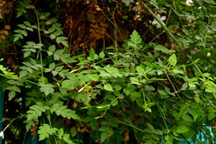 Jasminum grandiflorum