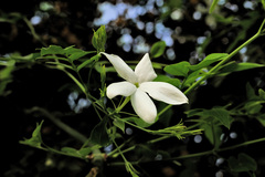 Jasminum grandiflorum