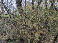 Salix triandra