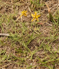 Cyanella lutea