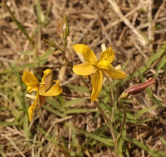 Cyanella lutea