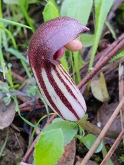 Arisarum simorrhinum