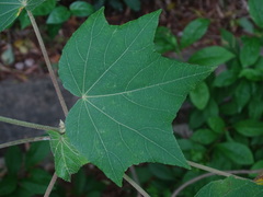 Hibiscus mutabilis